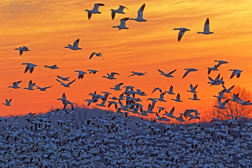 Things to do in Pennsylvania on Leap Day 2020, Middle Creek 