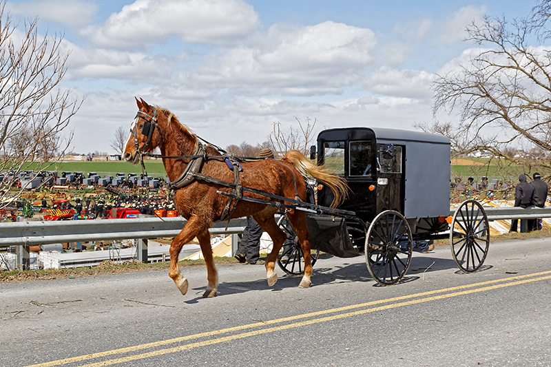 Amish Buggy leaving Lancaster County Mud Sale