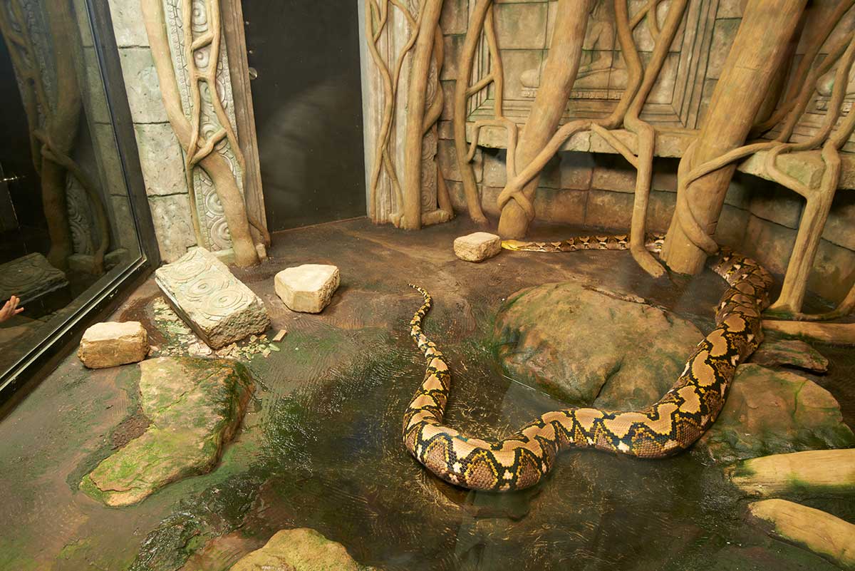 Creepy Crawlies at Clyde Peelings Reptiland