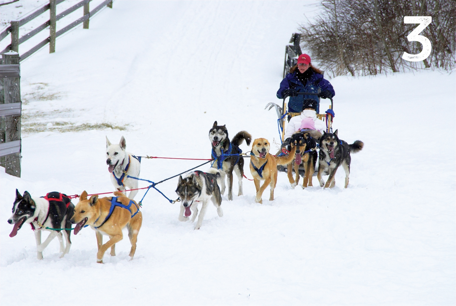 DOG SLEDDING AT NEMACOLIN WOODLANDS RESORT