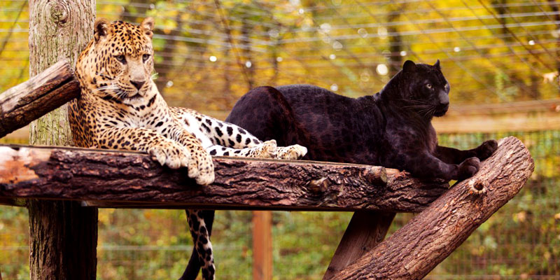 Living Treasures Wild Animal Park