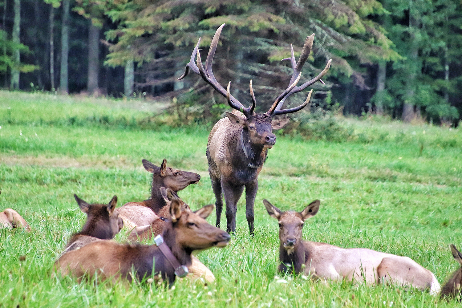Elk, Benezette, PA