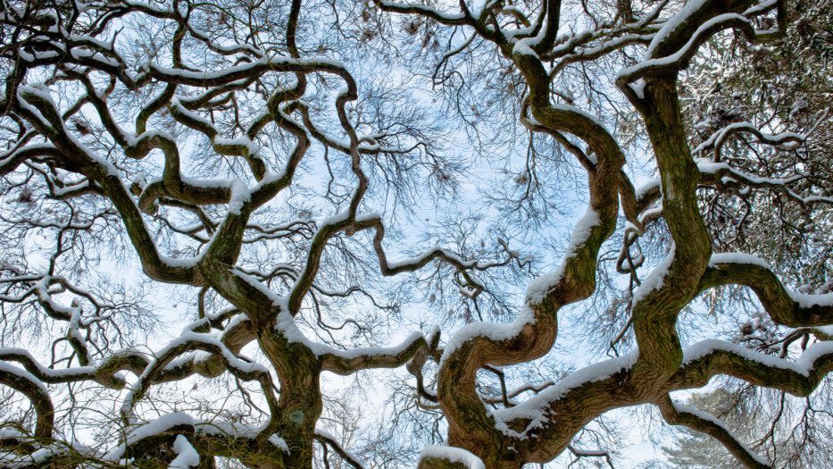 Winter Wonder at Longwood Gardens
